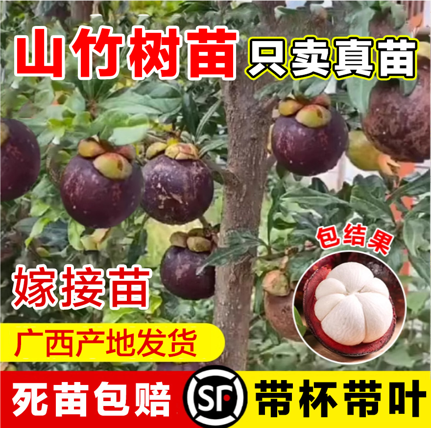 黄金山竹树苗带果庭院盆栽