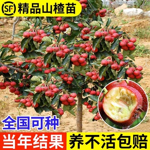 嫁接山楂树活苗大金星大五棱苗甜红子黄山楂歪把红山里红树苗果苗