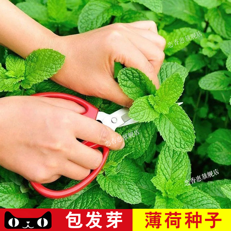 可食用薄荷种子留兰香柠檬苗