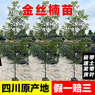 四川正宗金丝楠树苗带土小叶桢楠名贵大树盆栽庭院绿化金丝楠木