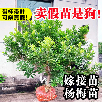 正宗仙居东魁杨梅树苗嫁接