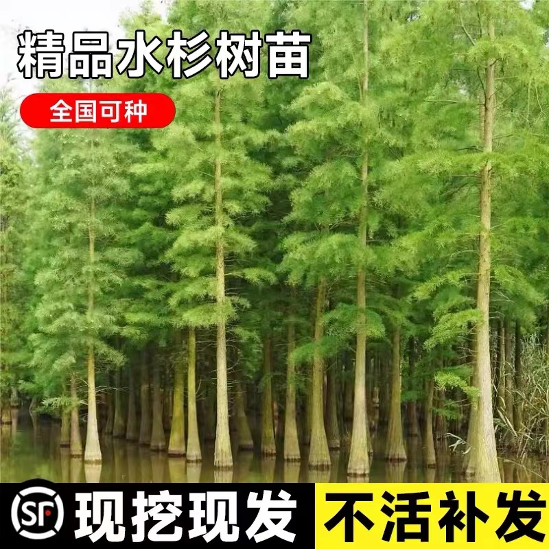 水杉树苗绿叶庭院别墅化风