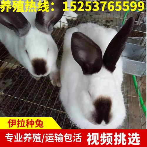 伊拉兔活体八点黑兔子活物种兔伊拉兔幼兔一对大型肉兔定金