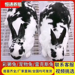 兔子活物彩獭兔大型肉兔花巨种兔怀孕母兔青紫蓝兔宠物兔预定定金
