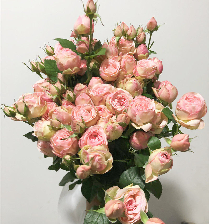 狂欢泡泡鲜花 玛丽公主蔷薇多头玫瑰 生日爱情礼物云南直发全速递