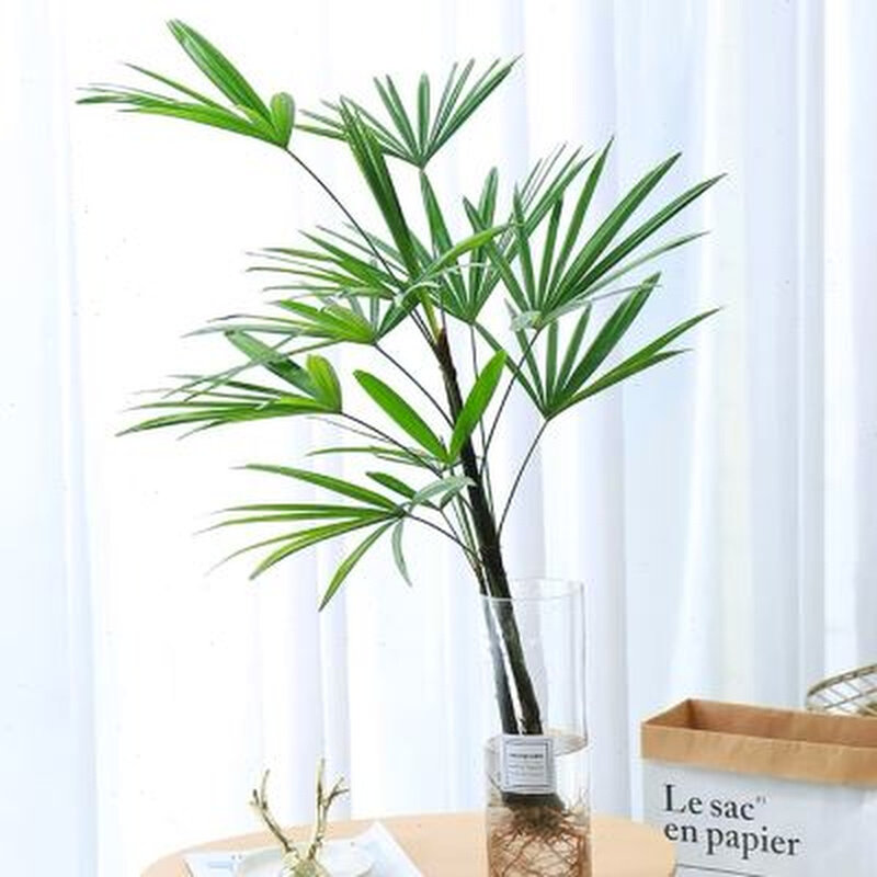 水培金山棕竹室内桌面绿植招财竹棕榈南乔木好养活四季常青恬静风