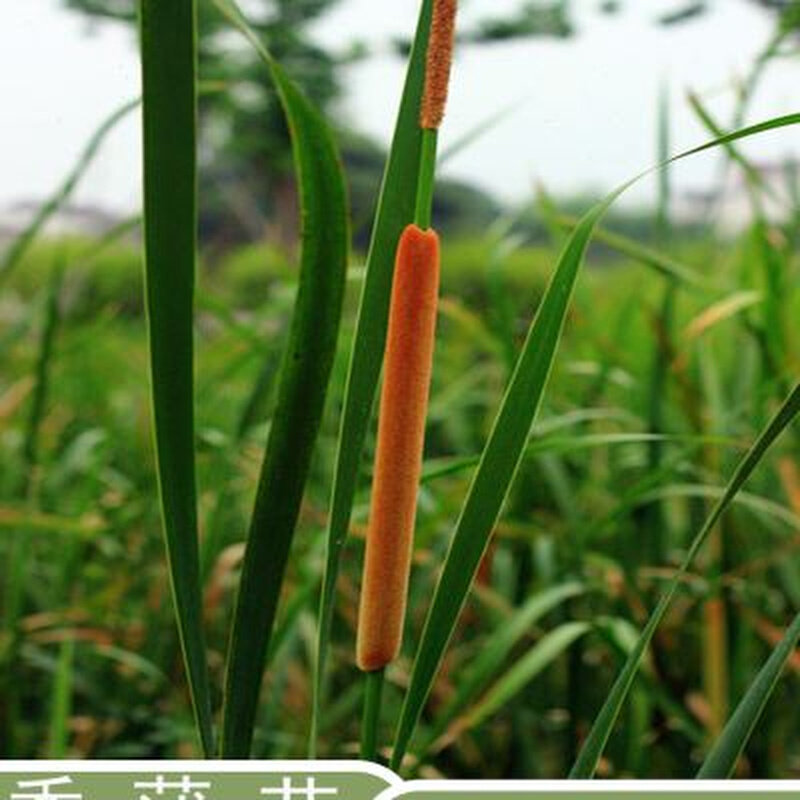 香蒲苗水生挺水植物水培水烛香蒲草水池绿化造景香蒲棒菖蒲