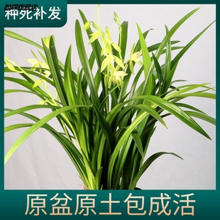 原盆原土四季 兰花苗盆栽名贵建兰好养兰草香兰浓香带花苞绿植花卉