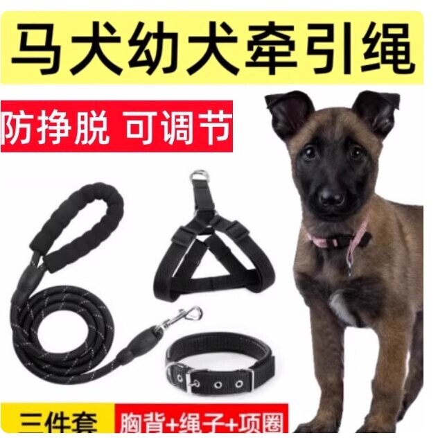 马犬幼犬专用牵引绳狗链小马犬大型犬背心式项圈外出遛狗可调节