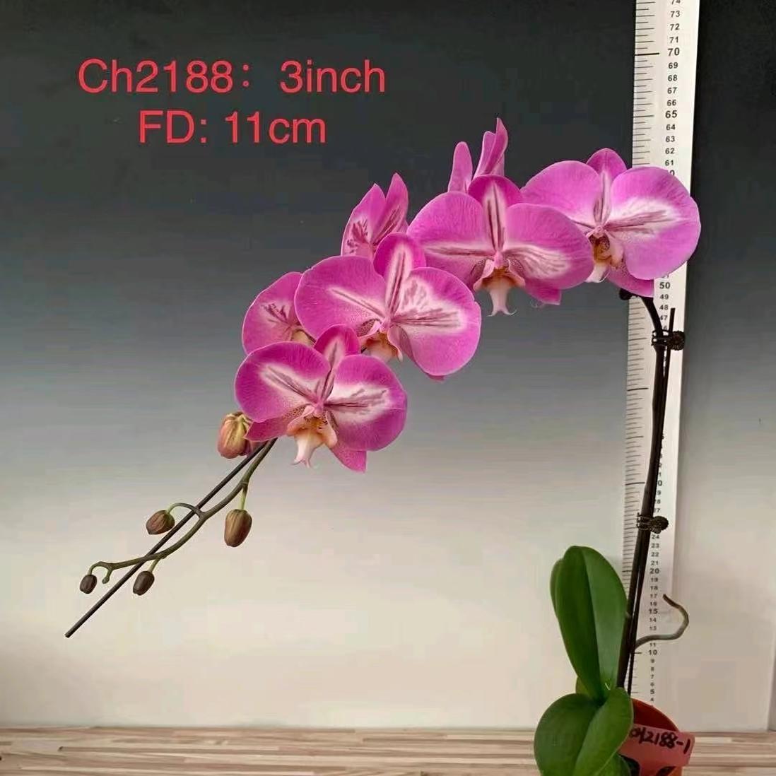 超群CH2188蝴蝶兰3.5寸苗家庭盆栽花卉绿植石斛兰科植物