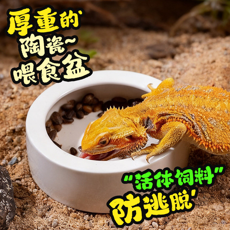 爬宠箱角蛙蜘蛛守宫防逃逸陶瓷食盆防面包虫蟋蟀杜比亚活体饲料盆