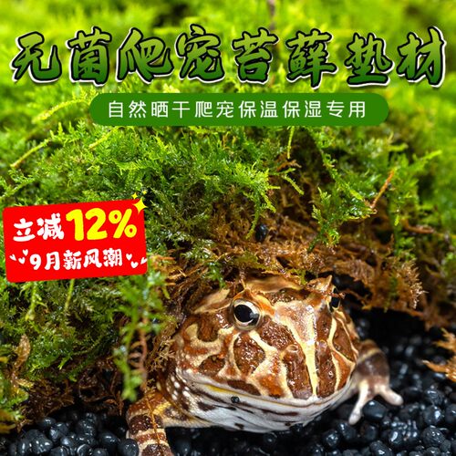 爬宠饲养箱生态装饰乌龟冬眠巴西