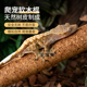 树栖爬宠攀爬棍软木棒爬虫睫角盖勾亚R属守宫树蛙造景藤木原生态