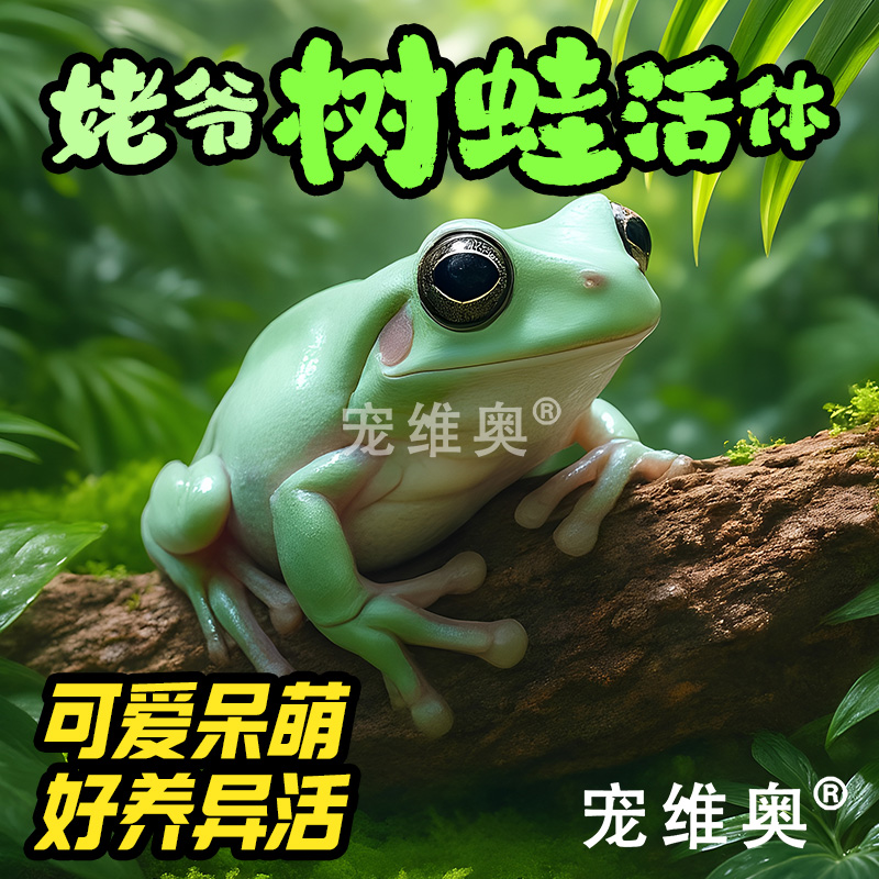 宠维奥树蛙活体宠物易养耐活