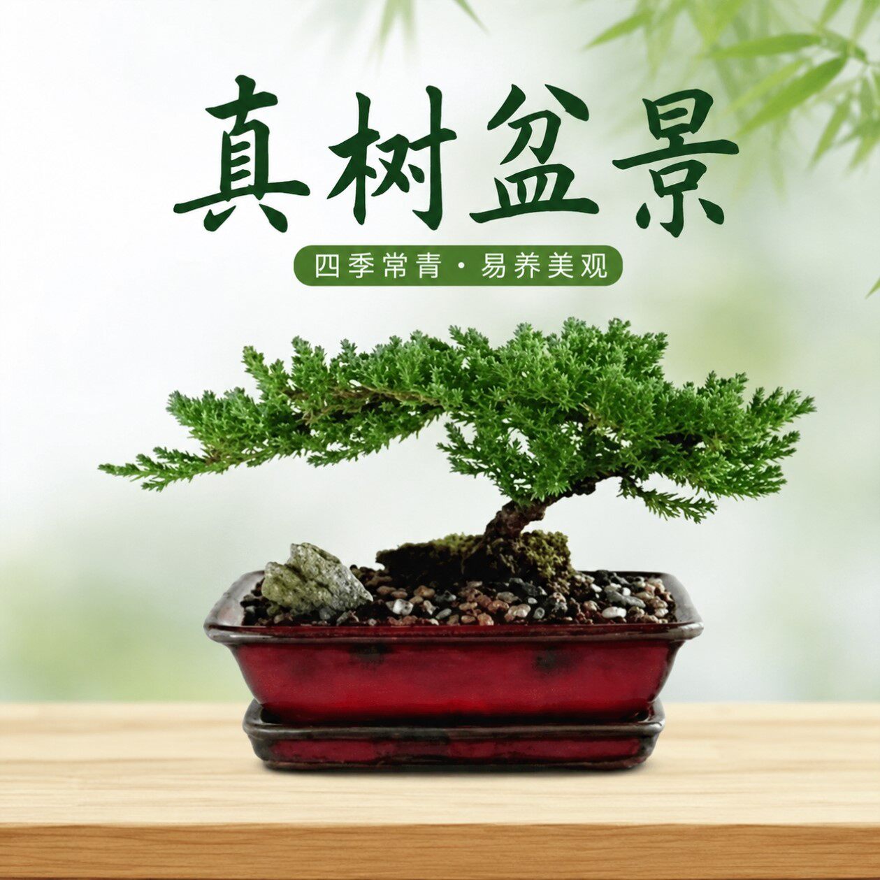 盆景真树盆景真树四季青植物松柏盆景地柏盆景室内外