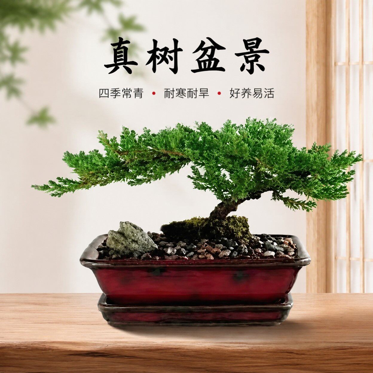 盆景真树盆景真树四季青植物松柏盆景地柏盆景室内外