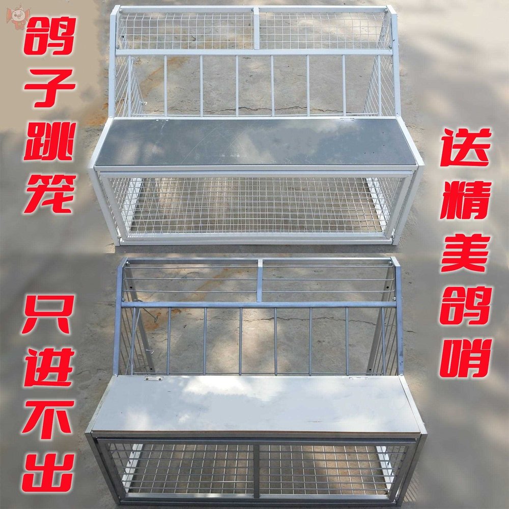 信鸽进口放飞门鸽子跳笼