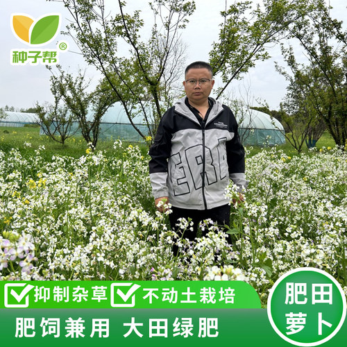 种子帮肥田萝卜种子改良土壤
