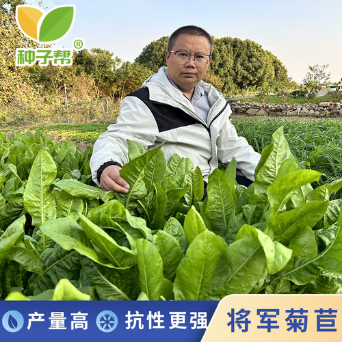 将军菊苣耐寒多年生牧草多次收割