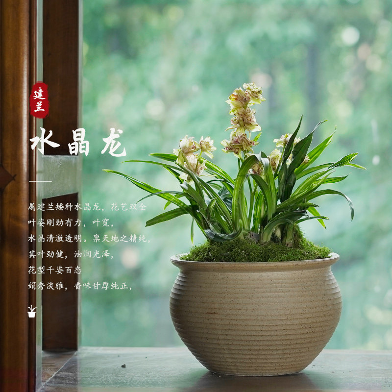 建兰水晶龙名贵浓香矮种兰花带花苞阳台茶几客厅室内花卉绿植盆栽