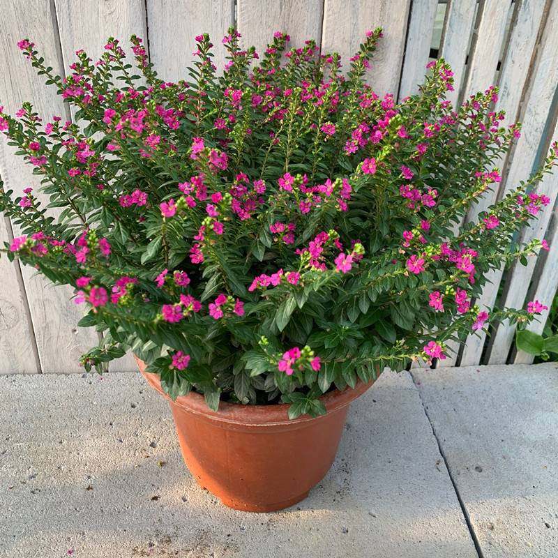 满天星盆栽紫色庭院四季开花不断大叶满天星带花观赏花卉植物