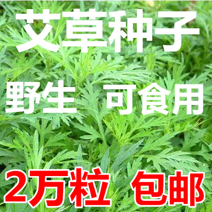 艾叶靳艾草种子药用野生香艾草苗可食用青团大叶艾蒿青蒿种籽驱蚊