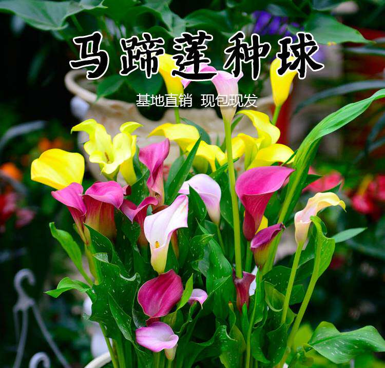 彩色马蹄莲种球进口带芽大球四季室内阳台盆栽苗易活花种球根绿植