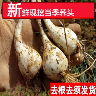 本地荞头新鲜现挖农家茭头江西特产蔬菜教头泡菜荞子食用薤白