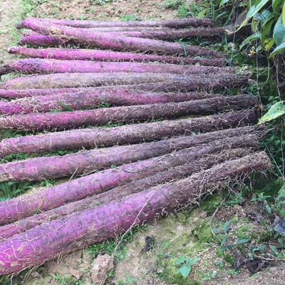 新鲜现挖紫玉淮山长形种子种苗