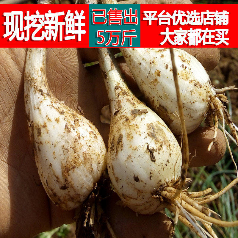 藠头新鲜江西茭头农家自种生荞头叫头大教头蔬菜本地种植种苗种子