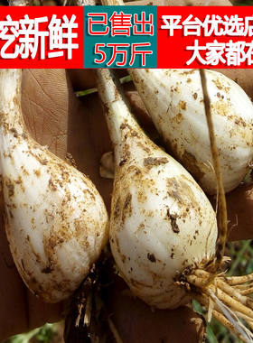 藠头新鲜江西农家自种蔬菜