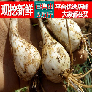 藠头新鲜江西茭头农家自种生荞头叫头大教头蔬菜本地种植现发现摘