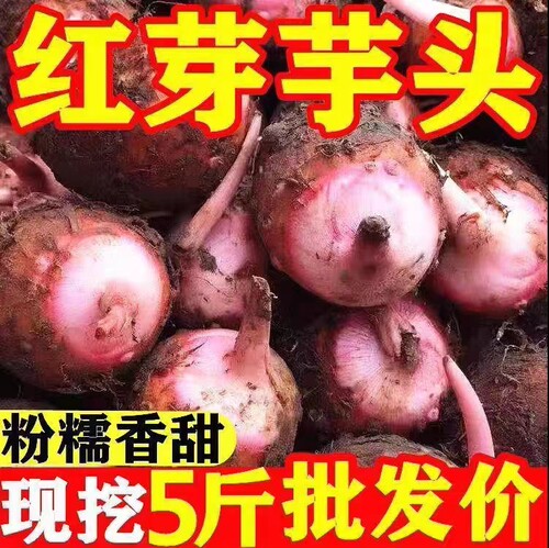江西上饶铅山红芽芋头