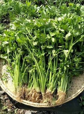 江西小香芹菜新鲜现挖小香芹菜农家自种小香芹菜当季蔬菜小叶青芹