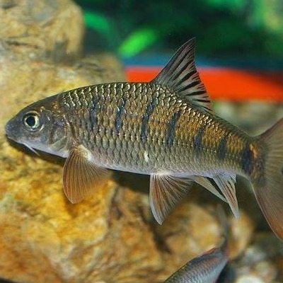 农青哥新鲜淡水鱼无盐冷冻光唇