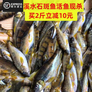 江西新鲜杀好淡水鱼小溪石斑鱼鲜活水产冷冻光唇鱼溪流鱼小鱼仔