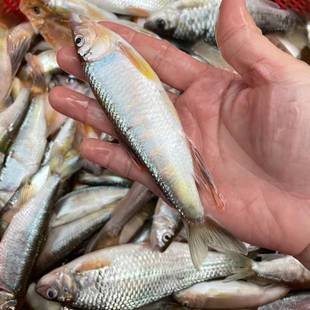 江西特产现杀鲜活冷冻马口鱼小鱼桃花鱼新鲜溪流鱼淡水鱼山坑鱼