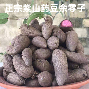 紫山药豆长形紫玉淮山豆铁棍山药零余子紫淮山药紫色山药苗紫淮山