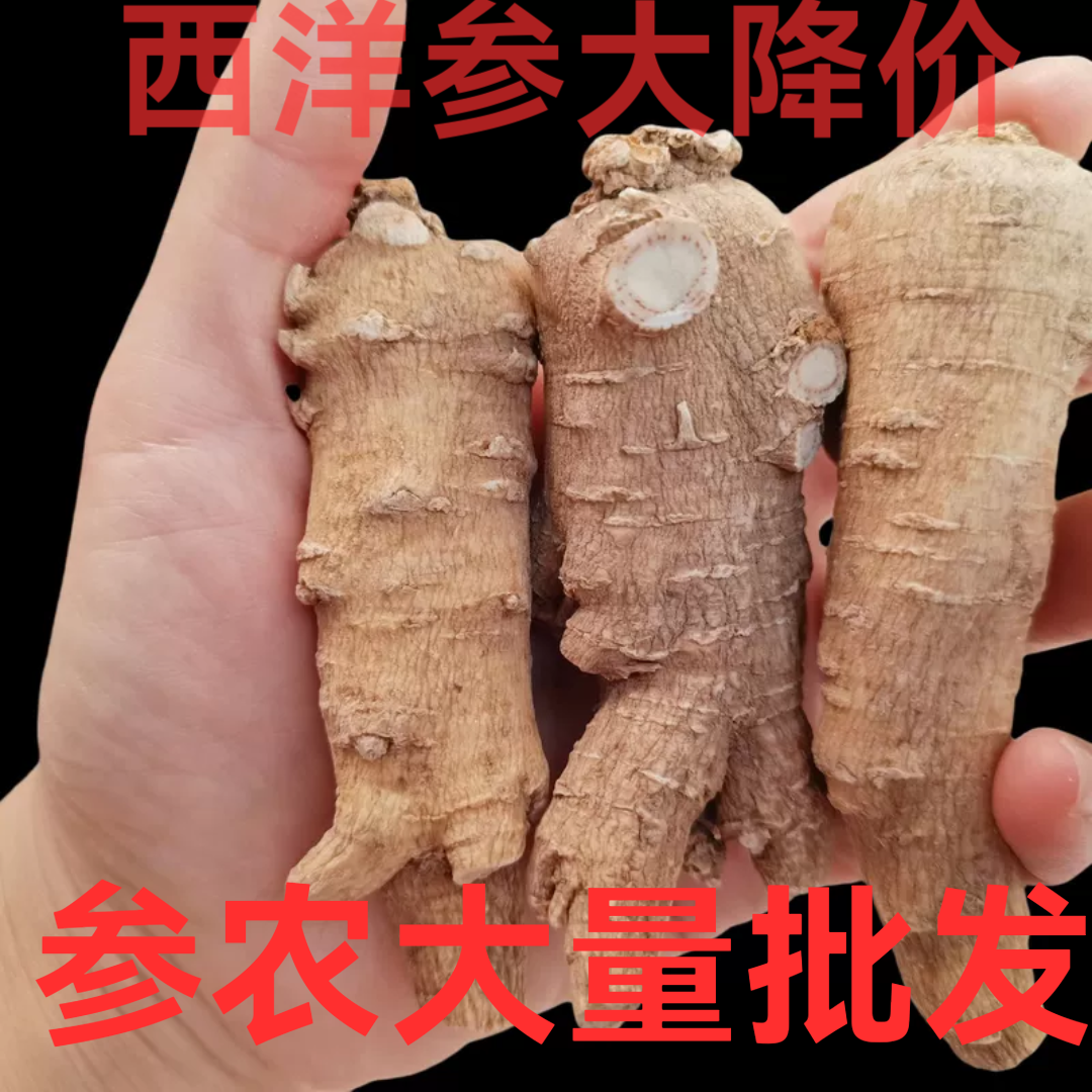 山东文登西洋参大粒整枝切片打粉