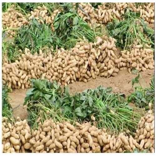 现挖沙土新鲜湿花生农家种植带壳新鲜花生