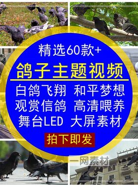 鸽子主题视频素材白鸽放飞翔梦想和平信鸽子观赏喂养殖LED大屏幕