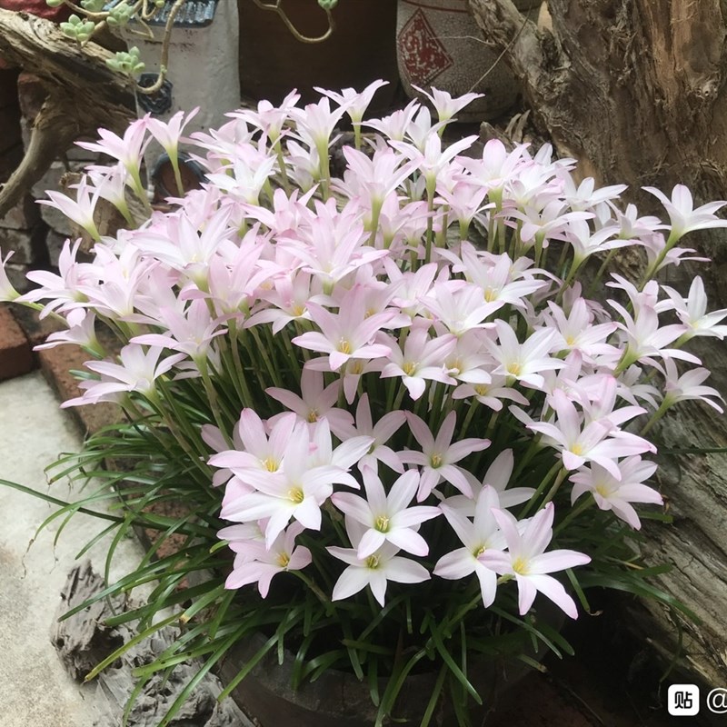 包对版,胖丽雨风丽兰种球植物C花卉盆栽耐热球根,繁花风雨兰