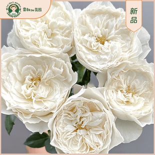 雷叔的花园白云/白色云端月季玫瑰多头丰花灌木庭院露台勤花植物
