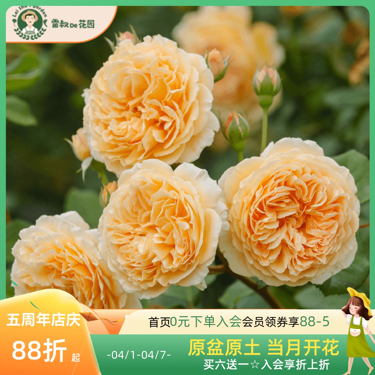 雷叔的花园玛格丽特王妃月季中大苗四季灌木爬藤大花庭院花墙拱门