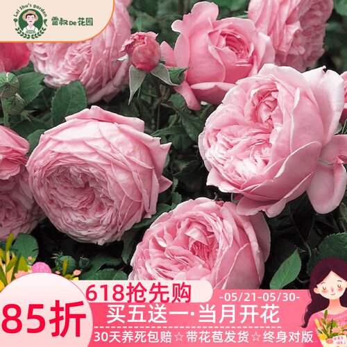 雷叔家自由精神月季带盆栽好