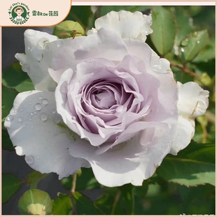 雷叔 开花大花浓香阳台庭 花园霁色灌木切花月季 花苗带盆栽四季