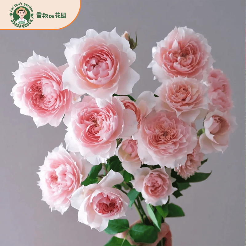 雷叔家莫妮卡戴维月季漂亮美人尖