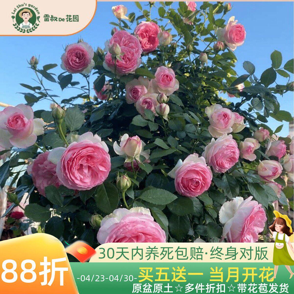 雷叔家粉色龙沙宝石月季花苗爬藤粉色盆栽庭院露台拱门花墙鲜花