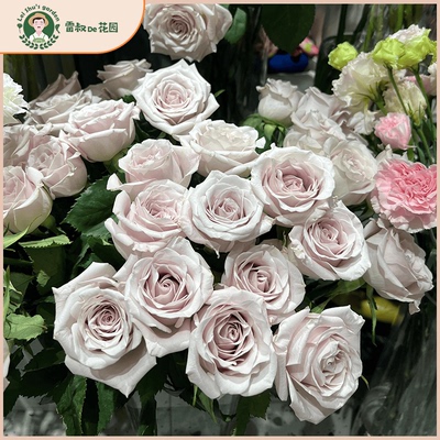 雷叔的花园曼塔灌木切花月季花苗带盆栽好四季开花怀旧色阳台庭院