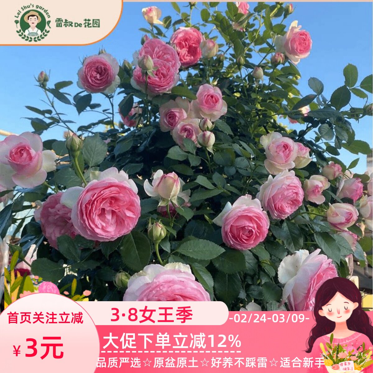 雷叔家粉色龙沙宝石月季花苗爬藤粉色盆栽庭院露台拱门花墙鲜花